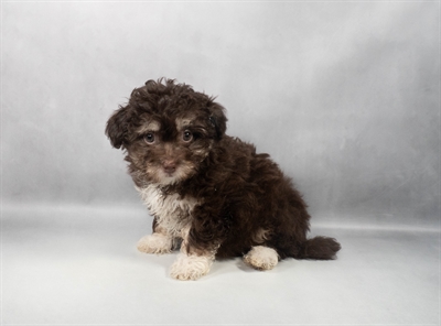 Havanese-DOG-Female-Chocolate-9700-Petland Fort Walton Beach, FL