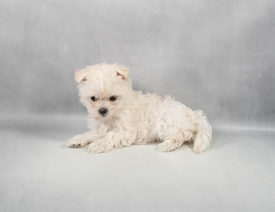 Maltese-DOG-Female-White-9702-Petland Fort Walton Beach, FL