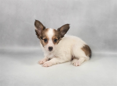 Papillon-DOG-Female-White and Red-9703-Petland Fort Walton Beach, FL