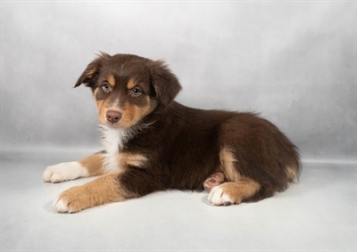 Australian Shepherd-DOG-Female-Red-9726-Petland Fort Walton Beach, FL