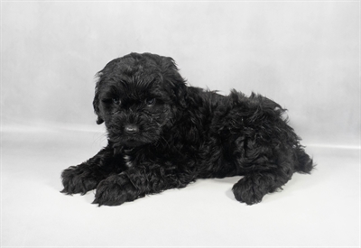 Cockapoo-DOG-Female-Black-9727-Petland Fort Walton Beach, FL