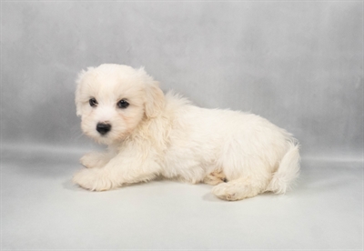 Coton De Tulear-DOG-Male-White-9728-Petland Fort Walton Beach, FL