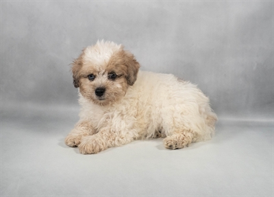 Poodle-DOG-Male-Brown and White-9729-Petland Fort Walton Beach, FL