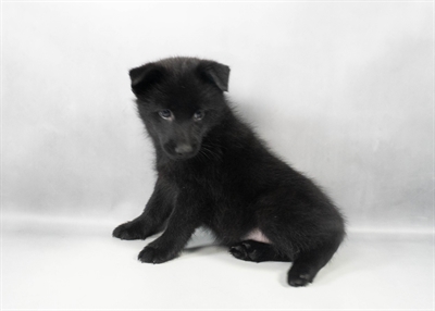 Schipperke-DOG-Male-Black-9730-Petland Fort Walton Beach, FL