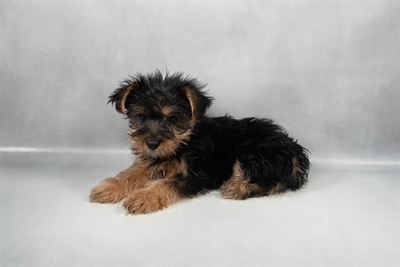 Yorkshire Terrier-DOG-Male-Black and Tan-9731-Petland Fort Walton Beach, FL