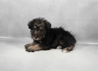 Miniature Schnauzer-DOG-Female-Black and Silver-9732-Petland Fort Walton Beach, FL