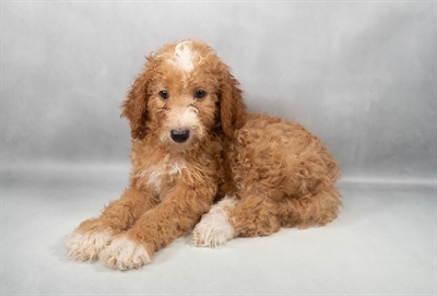 Mini Goldendoodle F1b-DOG-Male-Red-9733-Petland Fort Walton Beach, FL