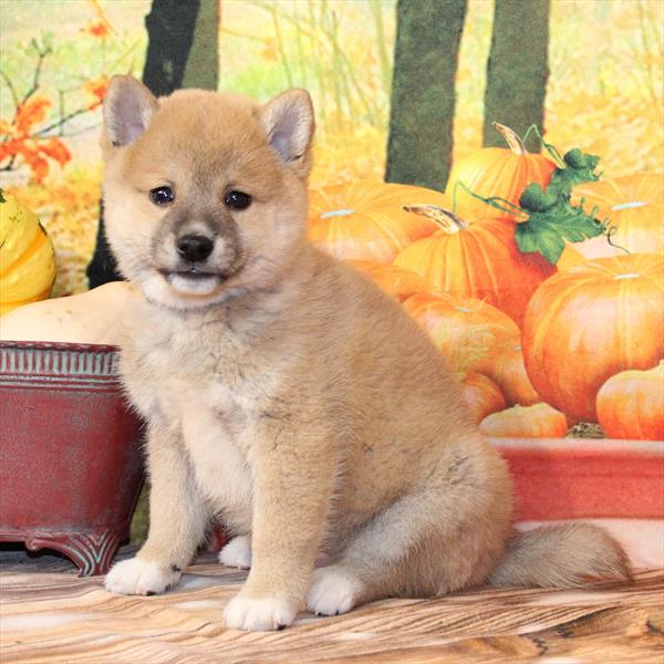 Shiba Inu-DOG-Male-Red Sesame-9737-Petland Fort Walton Beach, FL
