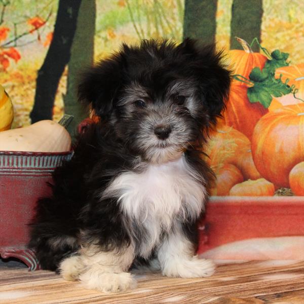 Havanese-DOG-Female-Silver / Tan-9738-Petland Fort Walton Beach, FL