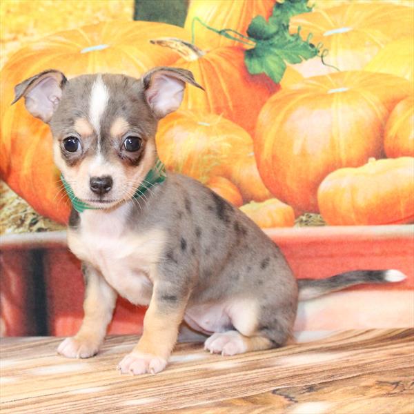 Chihuahua-DOG-Female-Blue Merle-9739-Petland Fort Walton Beach, FL