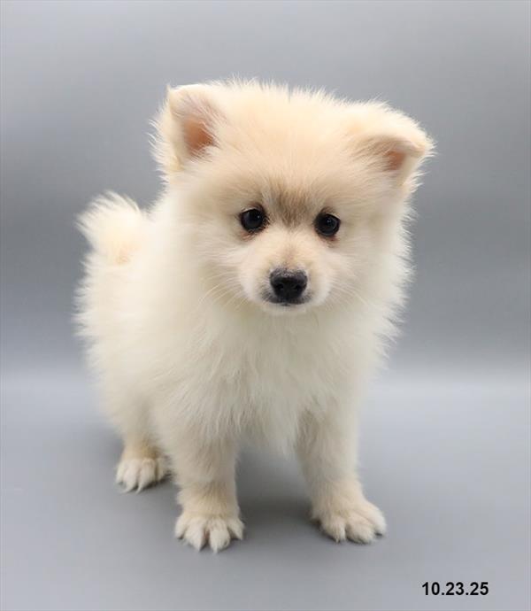 Pomeranian-DOG-Male-White-9740-Petland Fort Walton Beach, FL