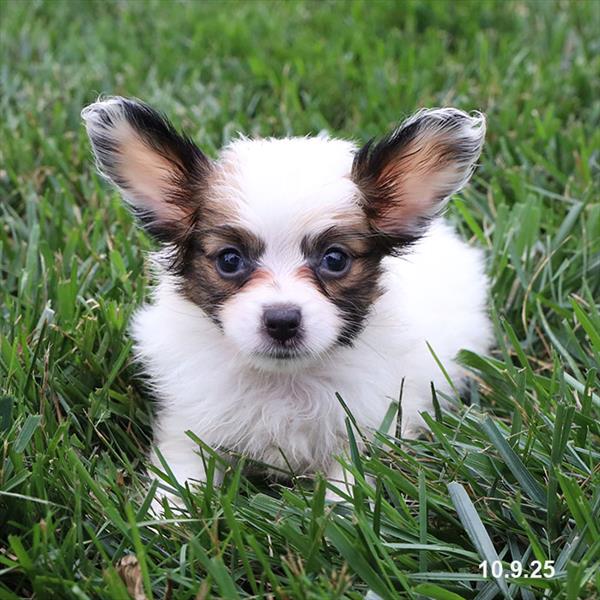 Papillon-DOG-Female-White / Sable-9741-Petland Fort Walton Beach, FL