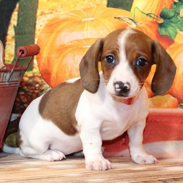 Dachshund-DOG-Female-Red-9743-Petland Fort Walton Beach, FL