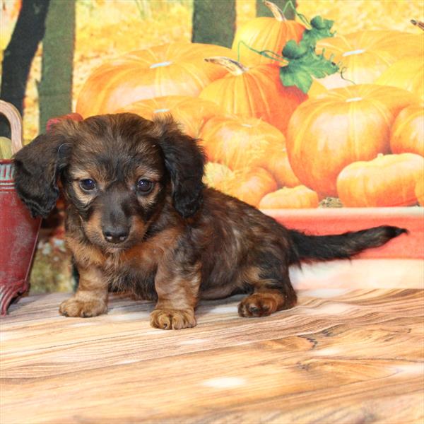 Dachshund-DOG-Female-Red Sable-9744-Petland Fort Walton Beach, FL