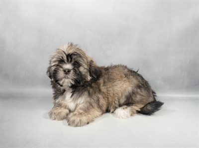 Lhasa Apso-DOG-Female-Golden-9749-Petland Fort Walton Beach, FL