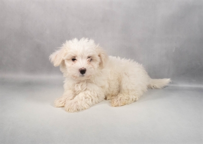 Maltese-DOG-Female-White and Tan-9757-Petland Fort Walton Beach, FL