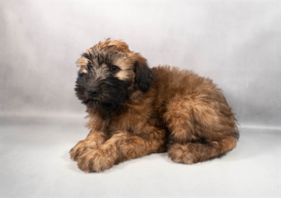 Soft Coated Wheaten Terrier-DOG-Male-Wheaten-9758-Petland Fort Walton Beach, FL