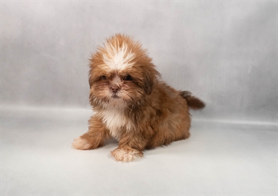 Shih Tzu-DOG-Male-Red and White-9759-Petland Fort Walton Beach, FL