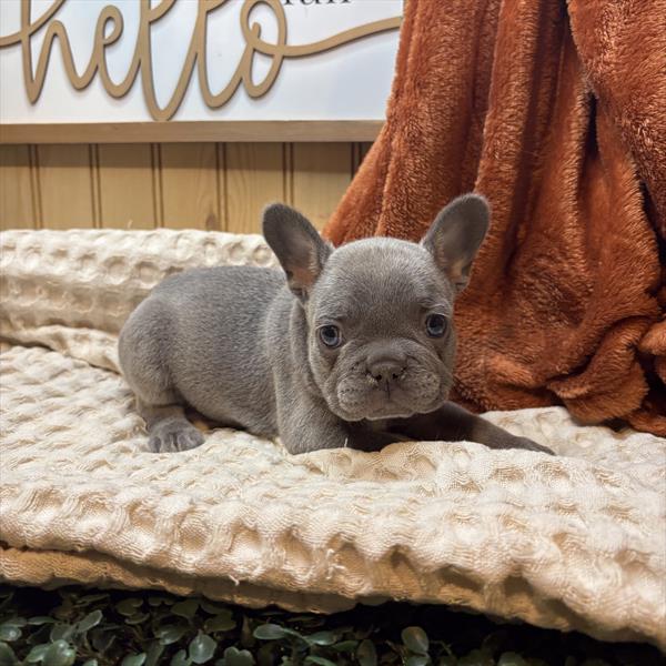 French Bulldog-DOG-Female-Blue-9768-Petland Fort Walton Beach, FL