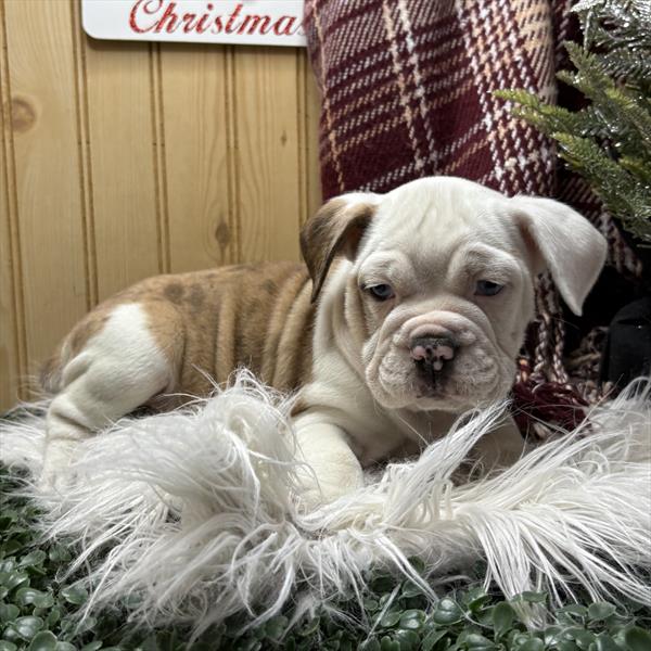 Beabull-DOG-Female-Red / White-9769-Petland Fort Walton Beach, FL