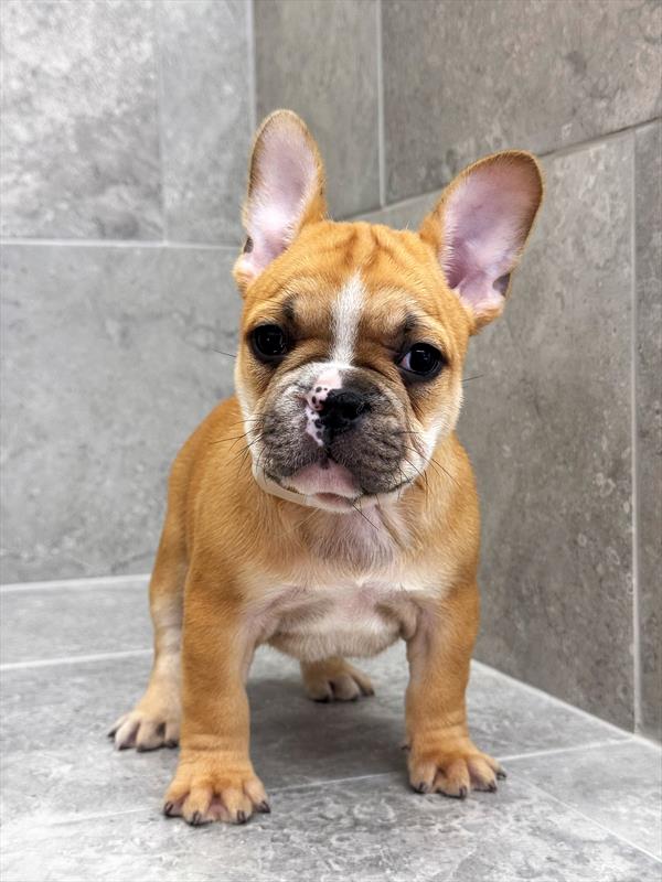 French Bulldog-DOG-Male-Fawn-9772-Petland Fort Walton Beach, FL