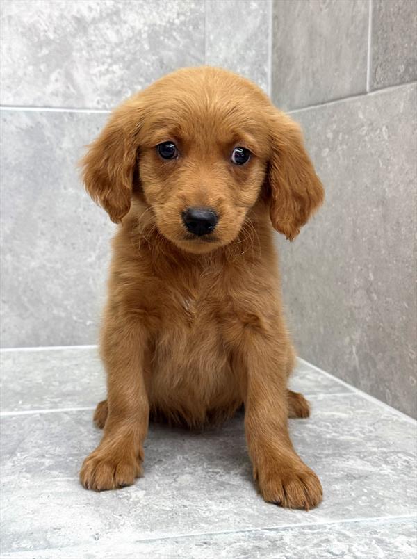 Goldendoodle-DOG-Female-Golden-9773-Petland Fort Walton Beach, FL