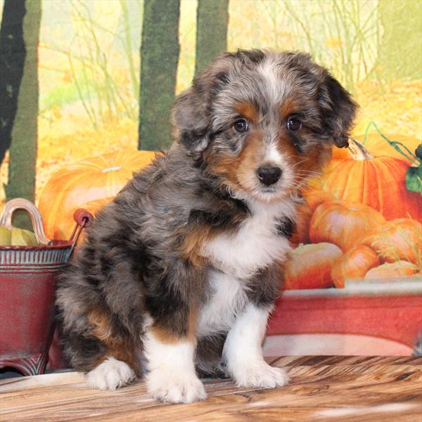 Aussiedoodle-DOG-Male-Blue Merle / Tan-9774-Petland Fort Walton Beach, FL