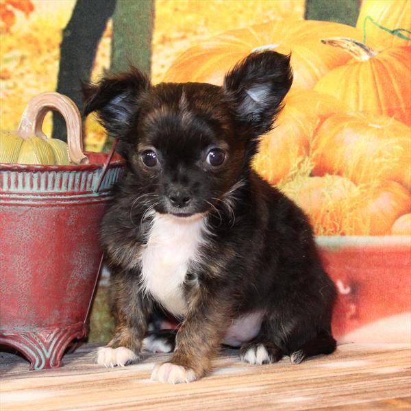 Chihuahua-DOG-Male-Brindle-9777-Petland Fort Walton Beach, FL