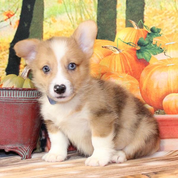 Pembroke Welsh Corgi-DOG-Male-Red Merle-9779-Petland Fort Walton Beach, FL