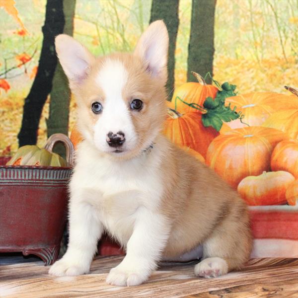 Pembroke Welsh Corgi-DOG-Female-Red Merle-9780-Petland Fort Walton Beach, FL