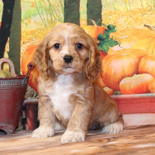Cocker Spaniel-DOG-Female-Buff-9782-Petland Fort Walton Beach, FL