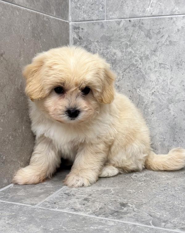 Teddy Bear-DOG-Male-Cream-9808-Petland Fort Walton Beach, FL