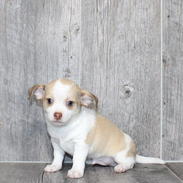 Chihuahua-DOG-Male-Fawn / White-9812-Petland Fort Walton Beach, FL