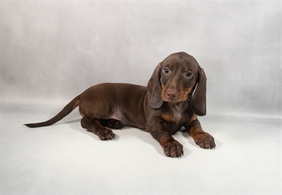 Dachshund-DOG-Male-Chocolate and Tan-9818-Petland Fort Walton Beach, FL