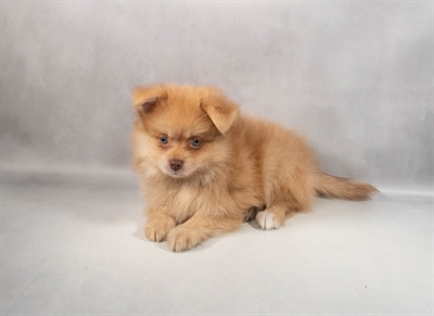 Pomeranian-DOG-Male-Red-9819-Petland Fort Walton Beach, FL