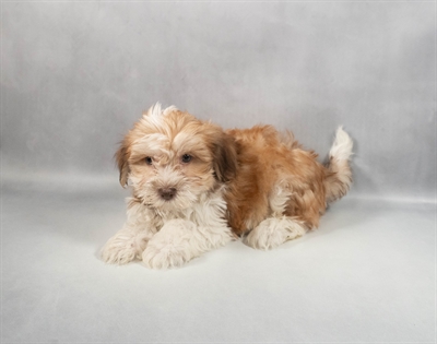 Havanese-DOG-Male-Red Sable-9821-Petland Fort Walton Beach, FL