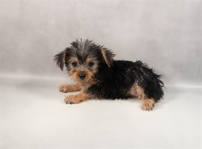 Yorkshire Terrier-DOG-Female-Black and Tan-9823-Petland Fort Walton Beach, FL