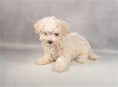 Maltese-DOG-Female-White-9822-Petland Fort Walton Beach, FL