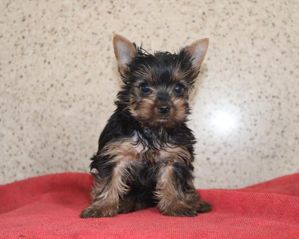 Yorkshire Terrier-DOG-Female-Black / Tan-9889-Petland Fort Walton Beach, FL