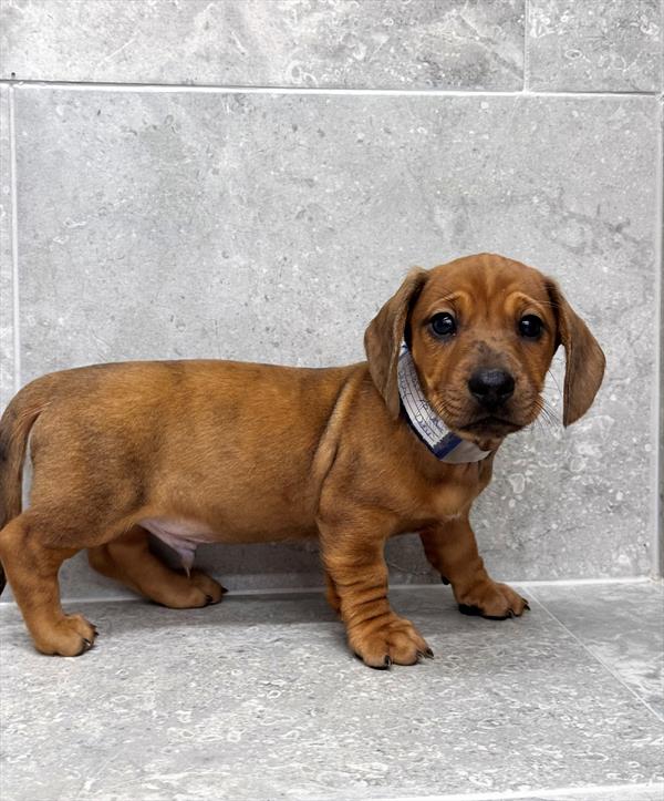 Dachshund-DOG-Male-Red Dapple-9894-Petland Fort Walton Beach, FL