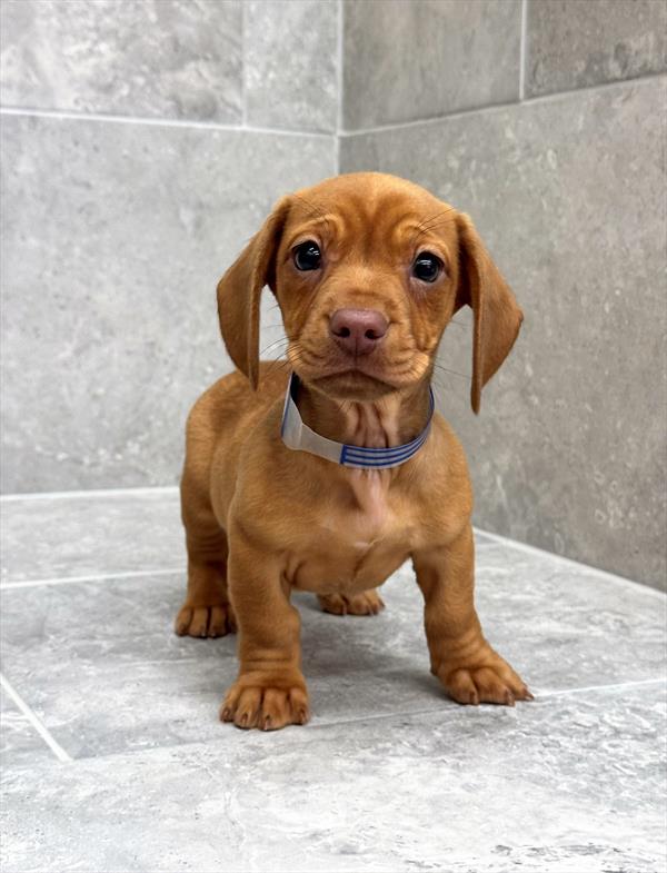 Dachshund-DOG-Female-Red-9895-Petland Fort Walton Beach, FL