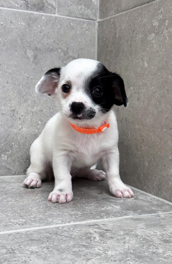 Chihuahua-DOG-Female-White-9896-Petland Fort Walton Beach, FL