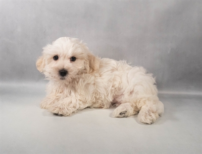 Bichon Frise-DOG-Female-White-9897-Petland Fort Walton Beach, FL