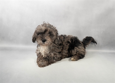 Lhasa-Poo-DOG-Female-Blue Merle-9898-Petland Fort Walton Beach, FL
