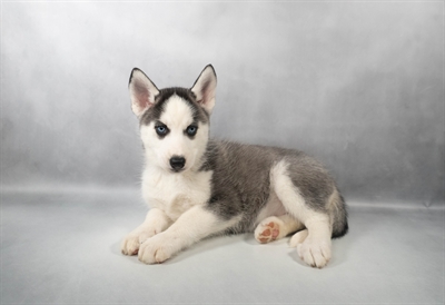Siberian Husky-DOG-Female-Black Grey and White-9901-Petland Fort Walton Beach, FL