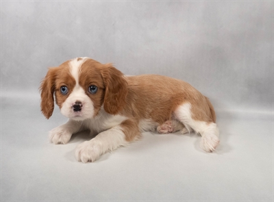 Cavalier King Charles Spaniel-DOG-Male-Blenheim-9911-Petland Fort Walton Beach, FL