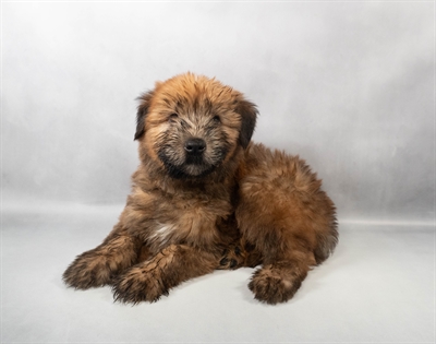 Soft Coated Wheaten Terrier-DOG-Male-Wheaten-9914-Petland Fort Walton Beach, FL