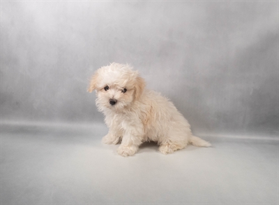 Maltese-DOG-Male-White-9915-Petland Fort Walton Beach, FL