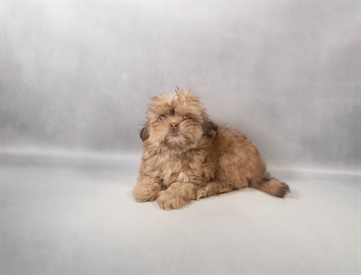 Shih Tzu-DOG-Male-Liver-9916-Petland Fort Walton Beach, FL