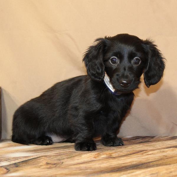 Dachshund-DOG-Female-Black-9940-Petland Fort Walton Beach, FL